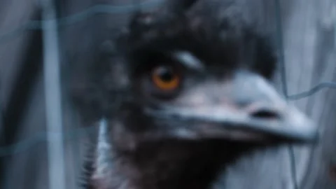 Sly dark faced emu flightless bird species closeup Stock Footage 194162235