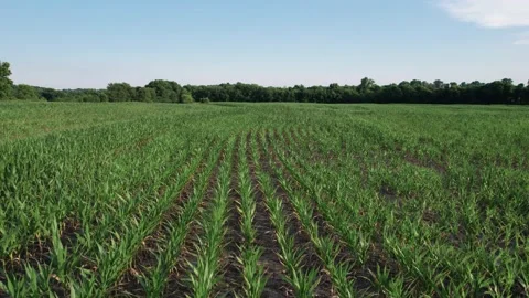 Sly fly over of a field in the Midwest Stock Footage 158357143