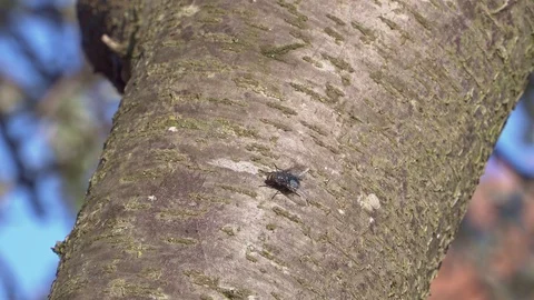 Sly fly sits on a tree trunk and basks in the sun Stock Footage 105533316