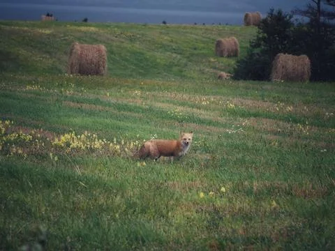 Sly fox in field Stock Photos
