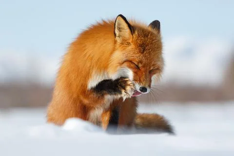 Sly Fox licks tongue paw Stock Photos