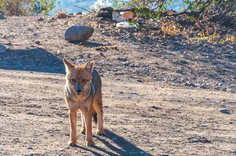 Sly fox looking straight at the camera standing in a rocky area Stock Photos