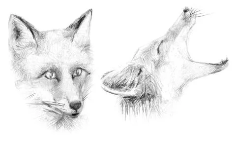 Sly Fox. Portrait of a fox. Stock Illustration