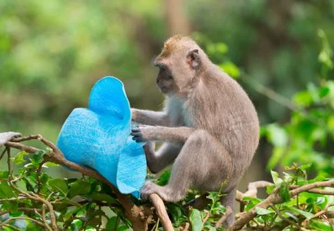 Sly monkey with stolen hat Stock Photos