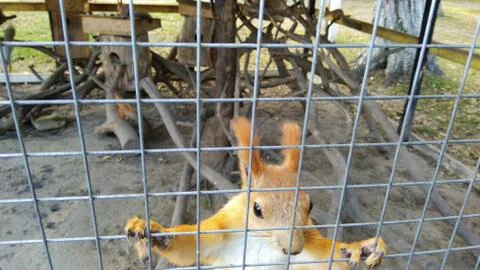 A sly red squirrel keeps its front paws behind the bars Stock Photos