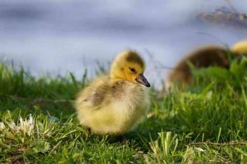 Sly sight of a chick Stock Photos