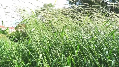 SM grass wind Stock Footage 312277698