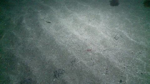 S:M sand eel 2 動画素材 12446117