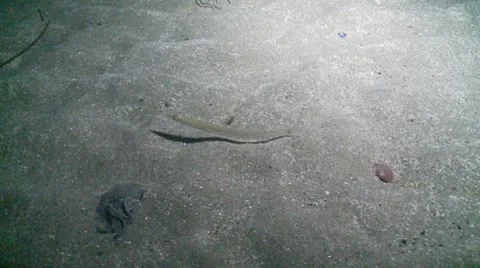 S:M sand eel Stock Footage 12446433