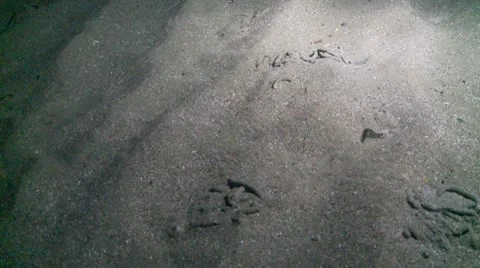 S:M sand eels 4 Stock Footage 12446295