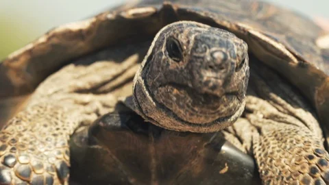 Sm turtles macro2 Stock Footage 91677106