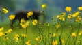 SM Yellow Buttercup flower and Horse grazing green meadow Video HD