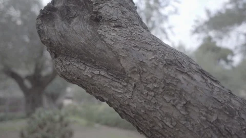 SM12677 Stock Footage 101639980