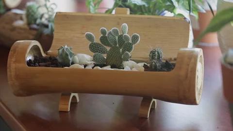SMAL CACTUS ON BAMBU VASE Stock Footage 306694522