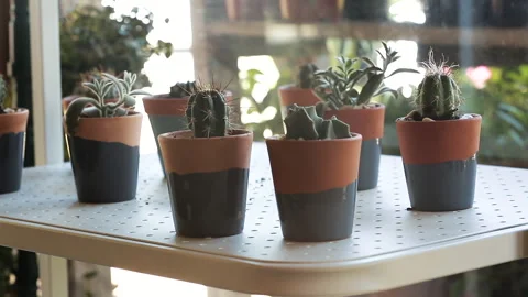 SMAL CACTUS ON A VASE Stock Footage 306692886