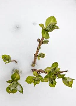 Smal Hydrangea partially covered with withe snow Stock Photos