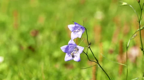 Smal Lilac Bluebell Flower on a Meadow Stock-Footage 59061596
