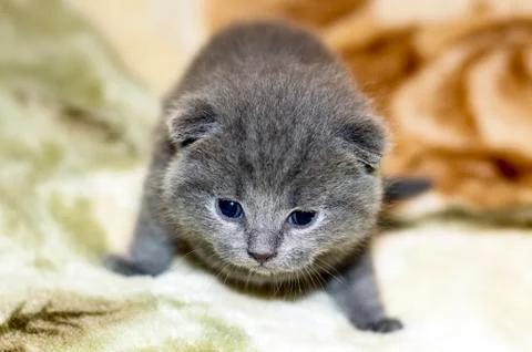 Small 2 week old Scottish fold kitten Stock Photos