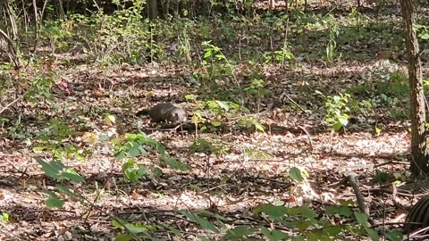 Small 4-Legged Critter Walking Through Forest and Foraging Stock Footage 321610530