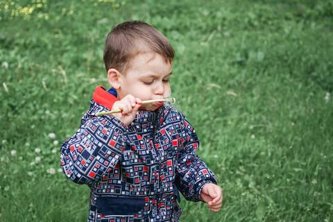 Small 4 -year-old boy blows dandelion 스톡 사진
