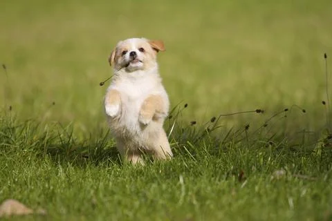 A small 7-week-old mixed breed puppy playing in a meadow Stock Photos