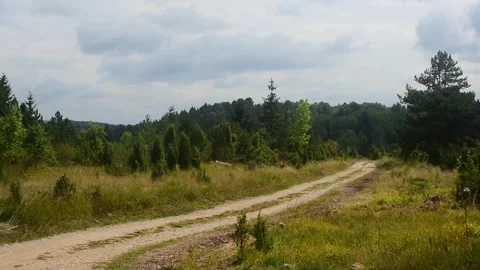 Small abandoned forest road on a cloudy day. Tranquil scene. Stock Footage 251311157