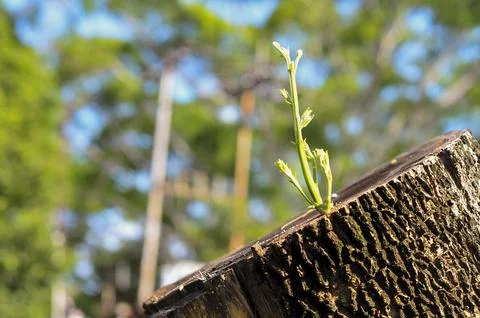 Small acacia Stock Photos