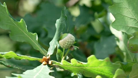 Small acorns develops on oak trees close up Video stock 281075923