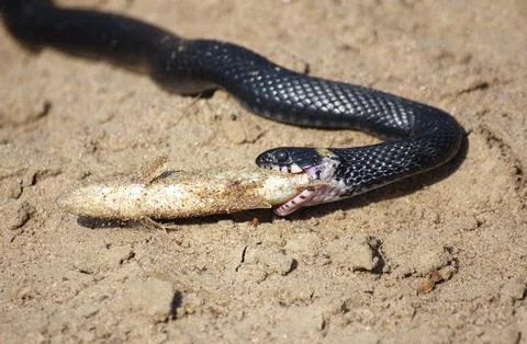 Small adder snake with catching fish Stock Photos