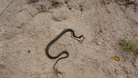 Small Adder Snake With Catching frog Stock Footage 100021000