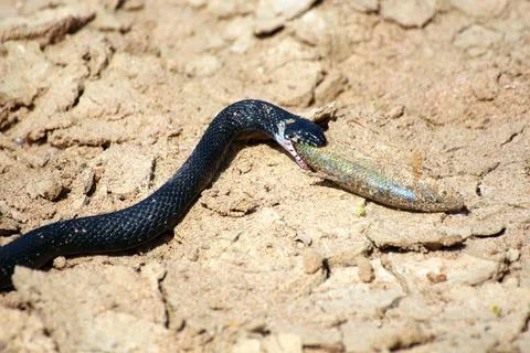 Small adder snake with fish small adder snake with catching fish Copyright... Stock Photos