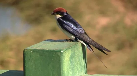Small African bird Stock Footage 8623464