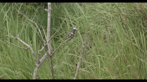 Small African Bird Stock Footage 32143273