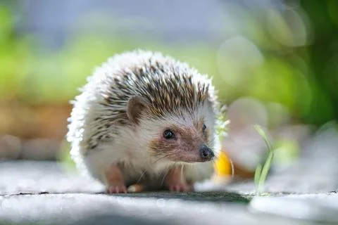 Small african hedgehog pet on green grass outdoors on summer day. Keeping dom Stock Photos