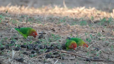Small African Parrots Pecking On The Ground. Closeup Shot Stock Footage 264247976