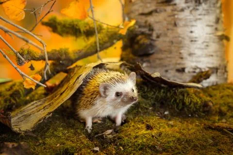 Small african pygmy hedgehog Foto stock