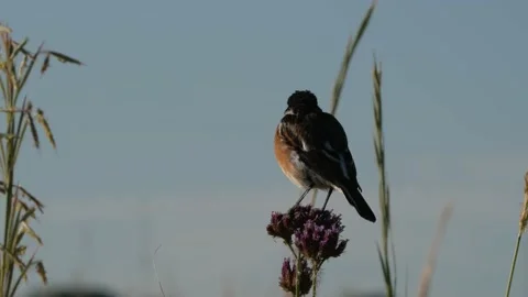 Small African Stone Chat sitting perched in the beautiful morning sunrise Stock Footage 231333779