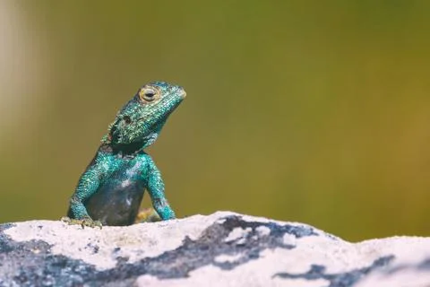 Small agama lizard on a rock in Cape Town, South Africa Stock Photos