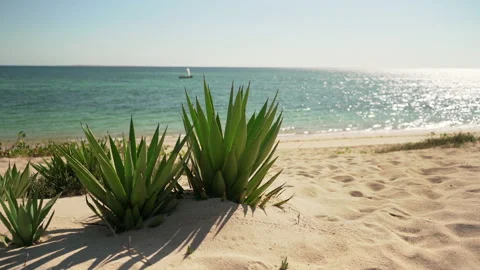 Small agave shrubs growing on sandy beach, boat sails over calm sea with sun  Video stock 155552130