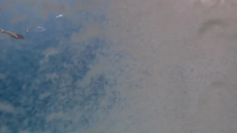 Small air bubbles are scattered, small fish swim in the rays of the sun pass Stock Footage 106815907