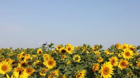 Small airplane flying over sunflower field under blue sky, agricultural aviation 動画素材 313482519