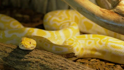 Small Albino Ball Python 스톡 동영상 150367488