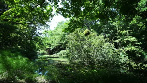 Small Algae-Covered Forest Lake Video stock 313282297