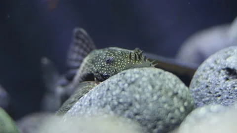 Small algae eater Ancistrus dolichopterus on a grey round lava rock. 動画素材 146137154