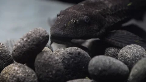Small algae eater Pterygoplichthys gibbiceps on a grey round lava rock. Stock Footage 146137122