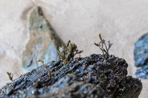 Small algae on a rock on the beach. Stock Photos
