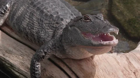 Small Alligator Basking on a Log Stock Footage 132489103