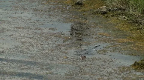 Small alligator in the marsh Stock Footage 42458086