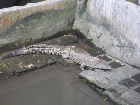 A Small Alligator Stock Photos