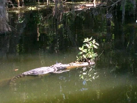 Small Alligator Resting on Log Stock Photos